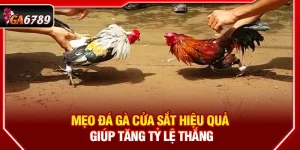 Mẹo Đá Gà Cửa Sắt Hiệu Quả Giúp Tăng Tỷ Lệ Thắng