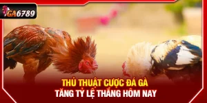 Thủ thuật cược đá gà đánh giá độ dài và phương pháp lắp cựa