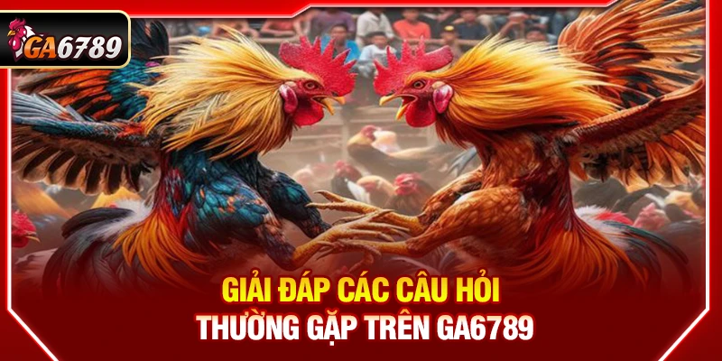 Ga6789 - Link Đá Gà 6789 Trực Tiếp Chính Thức Mới Nhất 2026 17 Giải đáp các câu hỏi thường gặp trên Ga6789