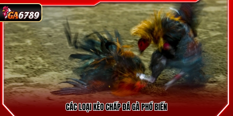 Những dạng kèo chấp đá gà thường gặp
