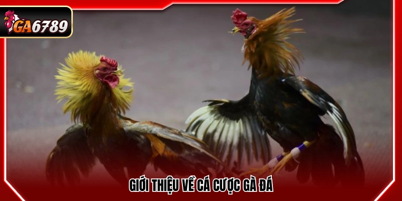 Mẹo Cá Cược Gà Đá - Kinh Nghiệm Bắt Kèo Chuẩn Xác Tại Ga6789 2 Thông tin cơ bản về hình thức đặt cược gà đá