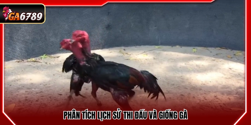 Mẹo Cá Cược Gà Đá - Kinh Nghiệm Bắt Kèo Chuẩn Xác Tại Ga6789 4 Đánh giá thành tích thi đấu và đặc điểm giống gà