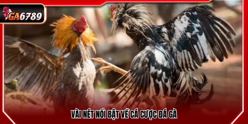 Thủ Thuật Cược Đá Gà Tại Ga6789 Tăng Tỷ Lệ Thắng Hôm Nay 2 Một số điểm đáng chú ý về cược đá gà