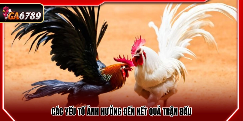 Thủ Thuật Cược Đá Gà Tại Ga6789 Tăng Tỷ Lệ Thắng Hôm Nay 3 Những yếu tố tác động đến kết quả thi đấu