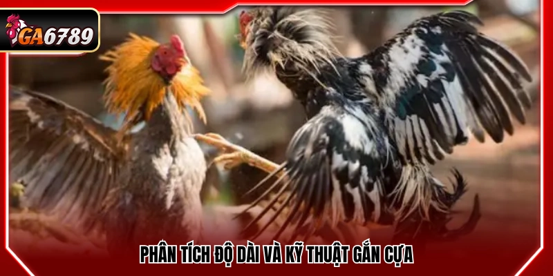 Thủ Thuật Cược Đá Gà Tại Ga6789 Tăng Tỷ Lệ Thắng Hôm Nay 4 Thủ thuật cược đá gà đánh giá độ dài và phương pháp lắp cựa