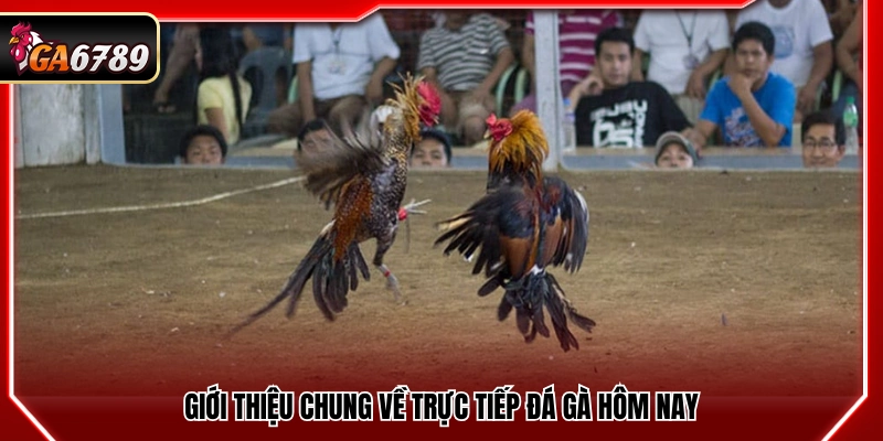 Tổng quan về xem trực tiếp đá gà hôm nay